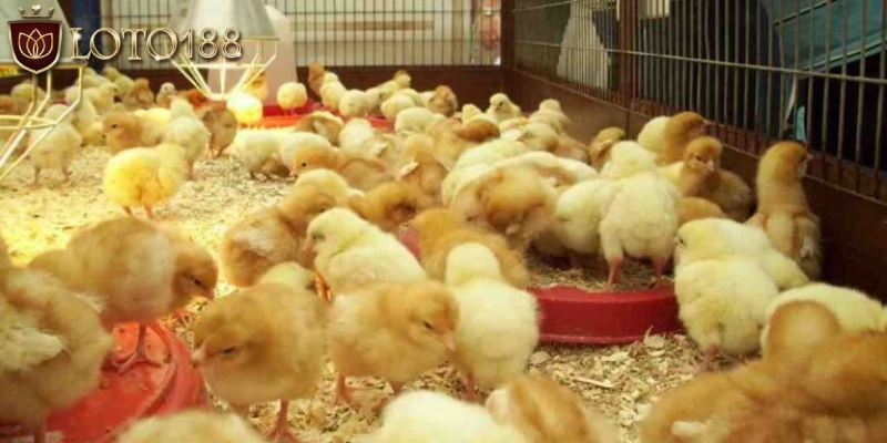 Môi trường chăm sóc