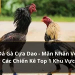 đá gà cựa dao