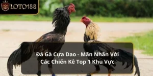 đá gà cựa dao