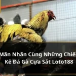 đá gà cựa sắt