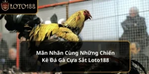 đá gà cựa sắt
