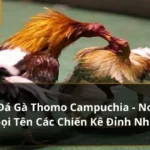 Đá Gà Thomo Campuchia