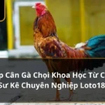 ép cân gà chọi khoa học