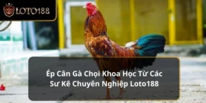 ép cân gà chọi khoa học