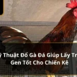 Kỹ Thuật Đổ Gà Đá Giúp Lấy Trọn Gen Tốt Cho Chiến Kê 2024