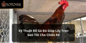Kỹ Thuật Đổ Gà Đá Giúp Lấy Trọn Gen Tốt Cho Chiến Kê 2024
