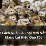 Nuôi gà chọi mới nở