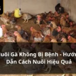Nuôi gà không bị bệnh