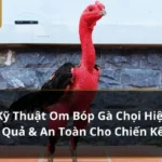 om bóp gà chọi