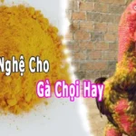 Vào Nghệ Cho Gà Chọi