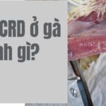 Bệnh CRD Ở Gà Là Gì? Biểu Hiện Và Cách Chữa Trị Bệnh CRD