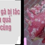 Bí Quyết Cách Trị Gà Bị Lác Đơn Giản Và Hiệu Quả Nhất 2024