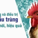 Cách Điều Trị Bệnh Cầu Trùng Ở Gà Hiệu Quả Nhất 2024
