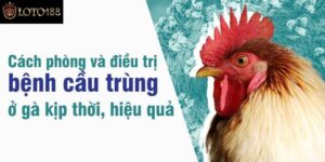 Cách Điều Trị Bệnh Cầu Trùng Ở Gà Hiệu Quả Nhất 2024