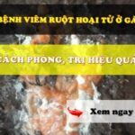 Cách Điều Trị Bệnh Viêm Ruột Hoại Tử Ở Gà Đạt Chuẩn 2024