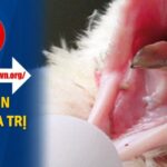 Cách Trị Gà Bị Đẹn Miệng Đơn Giản Tại Nhà Với 1 Thao Tác