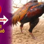 Cách Trị Gà Bị Té Gió Đi Kèm Đơn Thuốc Đặc Trị Hiệu Quả