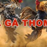 Đá Gà Thomo Hôm Nay Chiến Trường Cá Cược Máu Lửa Loto188