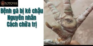 Điều Trị Gà Bị Ké Chậu Bằng Thuốc Và Mổ Theo Cách Dân Gian