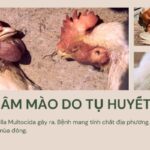 Hướng Dẫn Cách Trị Gà Bị Tím Mồng Và Dấu Hiệu Nhận Biết