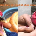 Lý Do Gà Bị Bệnh Nấm Họng - Hướng Dẫn Cách Chữa Trị
