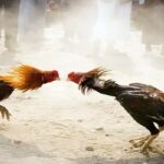 Hướng Dẫn Cách Xem Trực Tiếp Đá Gà C1 Không Giật Lag