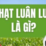 Phạt Luân Lưu Là Gì? Tìm Hiểu Luật Đá Luân Lưu Mới Nhất